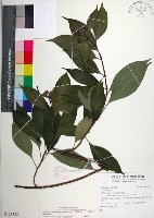 藏品(台北玉葉金花)的圖片