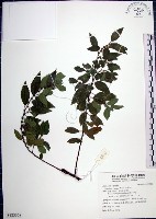 藏品(水雞油)的圖片