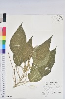 藏品(花蓮鐵莧、臺東鐵莧)的圖片