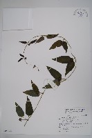 藏品(絨毛芙蓉蘭)的圖片