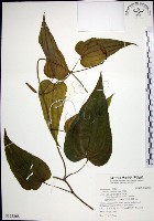 藏品(百部)的圖片