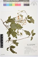 藏品(串鼻龍)的圖片