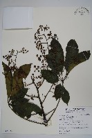 藏品(鵝掌柴、江某、鴨腳樹)的圖片