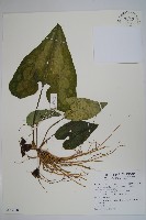 藏品(大花細辛、馬蹄香)的圖片