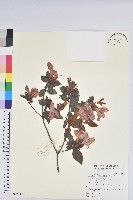 藏品(金毛杜鵑)的圖片