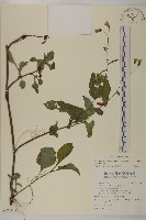 藏品(粉黃纓絨花)的圖片