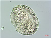 藏品(垂桉草)的圖片