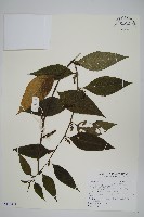 藏品(多子漿果莧)的圖片