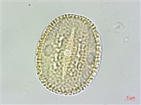 藏品(臺灣鱗球花)的圖片