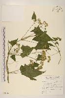 藏品(小花蔓澤蘭)的圖片