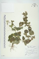 藏品(闊葉鴨舌黃舅)的圖片