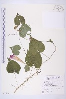 藏品(銳葉牽牛)的圖片