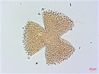 藏品(烏面馬、白花藤)的圖片