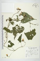 藏品(菜欒藤)的圖片