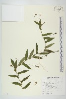 藏品(戟葉菜欒藤)的圖片