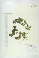 藏品(小苦瓜)的圖片