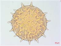 藏品(山芙蓉、臺灣山芙蓉、狗頭芙蓉)的圖片