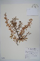 藏品(金花小蘗)的圖片