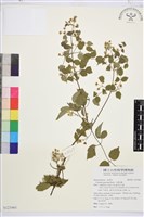 藏品(小蓑衣藤)的圖片