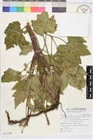 藏品(小白頭翁、野棉花)的圖片