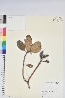 藏品(大白杜鵑)的圖片