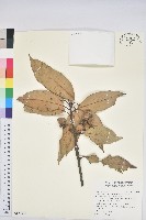 藏品(白穗石櫟)的圖片