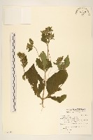 藏品(豨簽)的圖片