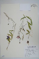 藏品(雞蛋參)的圖片