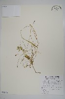 藏品(細葉蘭花參)的圖片