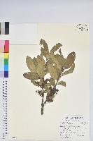 藏品(銳葉南燭)的圖片