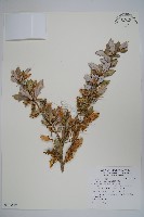 藏品(粉葉小檗)的圖片