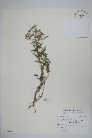 藏品()的圖片