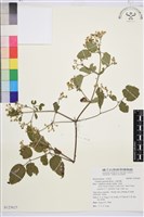 藏品(小蓑衣藤)的圖片