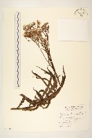 藏品(黃菀)的圖片
