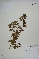 藏品(苗栗冬青)的圖片