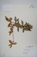 藏品(臺灣小蘗)的圖片