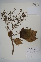 藏品(華參、裡白八角金盤)的圖片