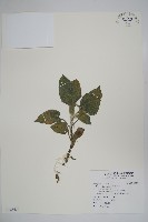 藏品(狗尾草)的圖片