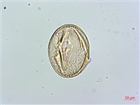 藏品(台北肺形草)的圖片