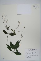 藏品(針刺草)的圖片