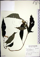 藏品(角桐草、台灣半蒴苣苔)的圖片