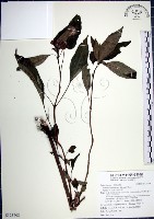 藏品(角桐草、台灣半蒴苣苔)的圖片