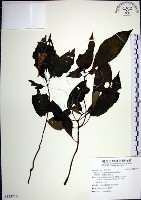 藏品(角桐草、台灣半蒴苣苔)的圖片