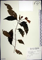 藏品(角桐草、台灣半蒴苣苔)的圖片