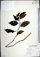 藏品(角桐草、台灣半蒴苣苔)的圖片