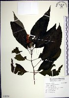 藏品(角桐草、台灣半蒴苣苔)的圖片