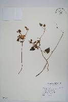 藏品(黑眼花)的圖片