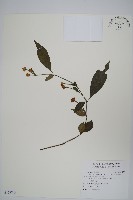 藏品(腺萼馬藍)的圖片