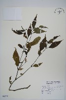 藏品(腺萼馬藍)的圖片