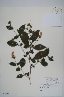 藏品(臺灣馬藍)的圖片